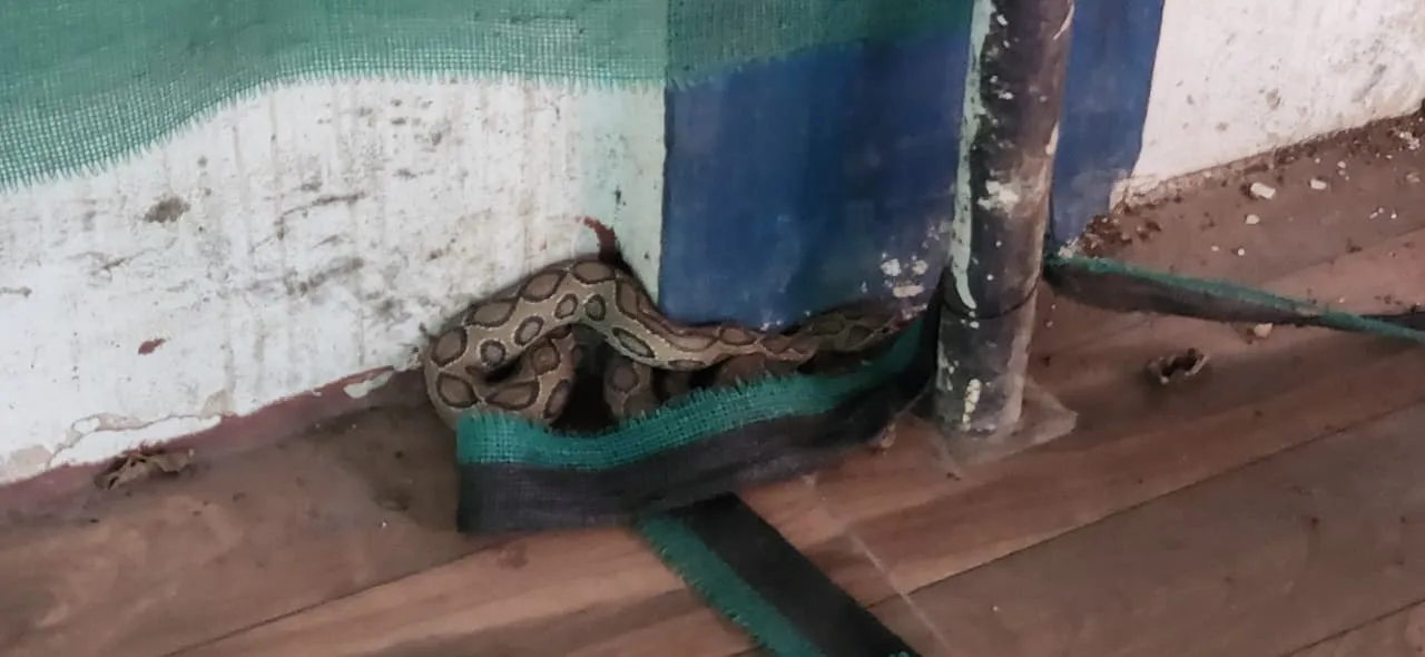 सूचना मिलने के बाद भी नहीं पहुंची वन विभाग की टीम; 3 घंटे मचा रहा हड़कंप