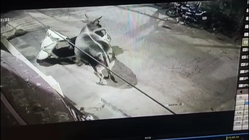 घर से स्कूटी गायब हुई तो मचा हड़कंप, CCTV देखा तो गाय निकली ‘मुजरिम’