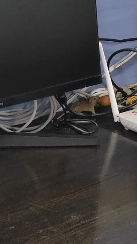 खतरे में 40 नवजातों की जान, इंदौर में चूहों के कुतरने से दो मासूमों की हुई थी मौत