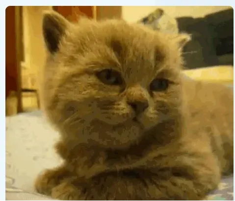 बुजुर्ग महिला को धक्का देकर बाहर निकाला; सुरक्षाकर्मियों से हुआ विवाद